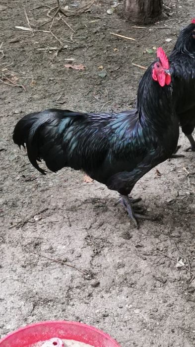 Vând ouă australorp negru
