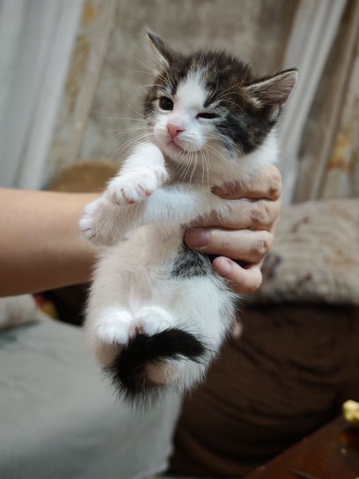 Котята бесплатно