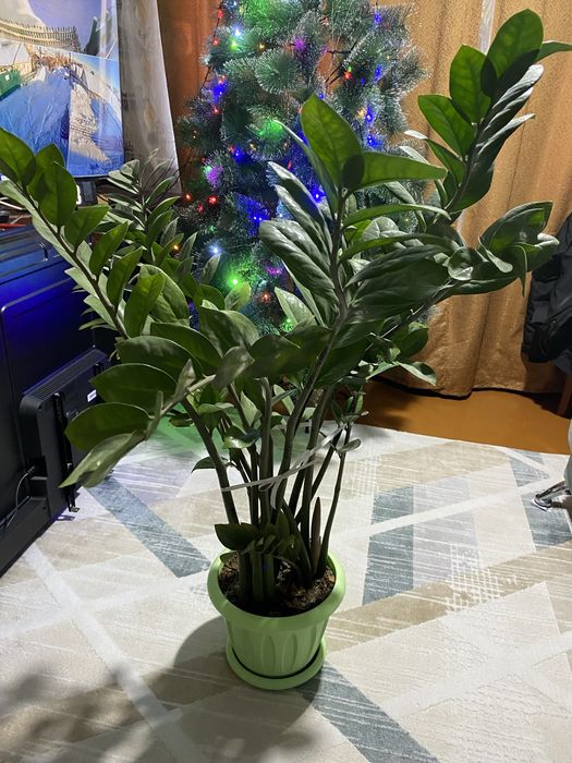 Цветы комнатные