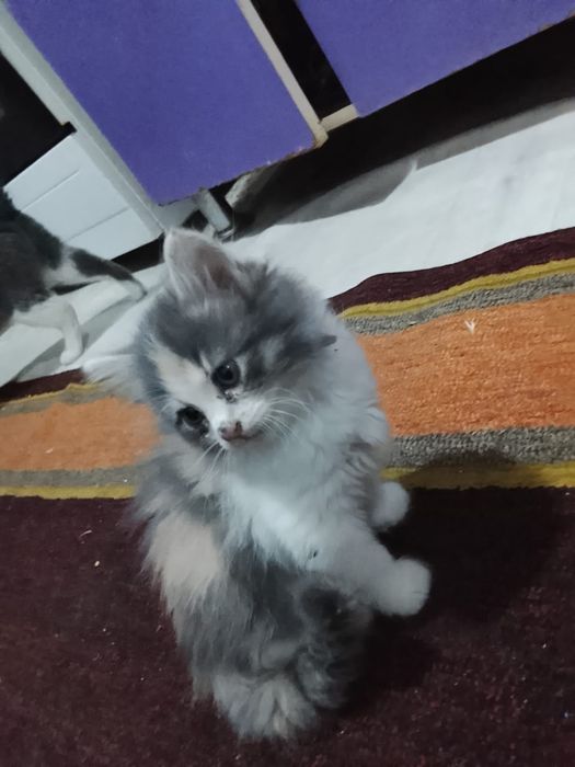 Котята красивые бесплатно