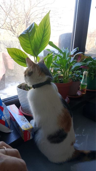 Продам кошку трехцветка