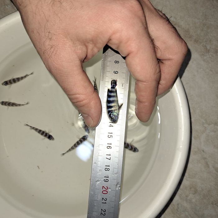 Продам африканский цихлид демасони Demasoni