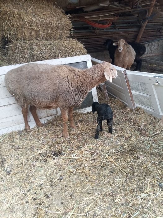 Ona bola va bug'oz qo'ylar sotiladi