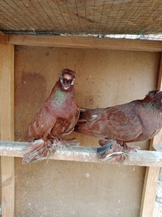 Продам малоносых голубей