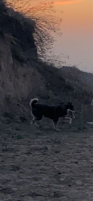 Продоется Сабака ВСЛ