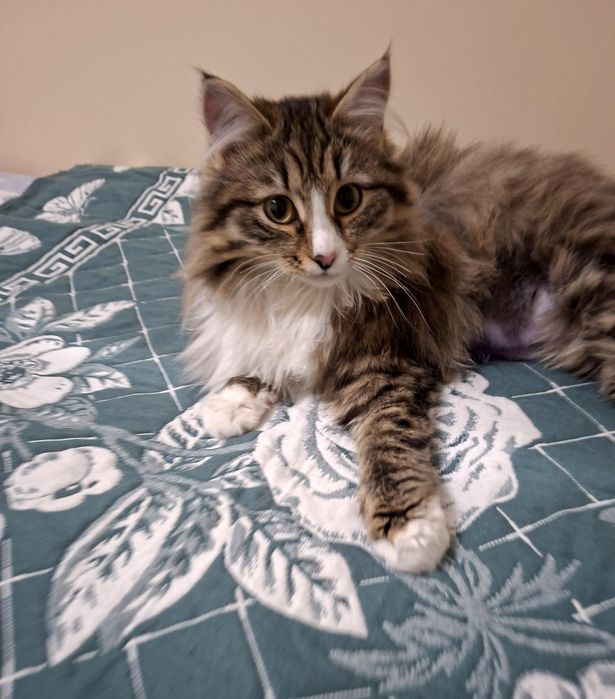 Замурчательная сибирская красавица  .Стерилизована