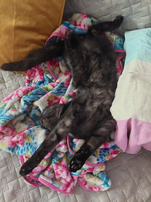 Отдам кота  в добрые руки