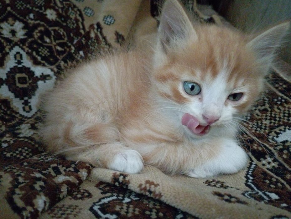 отдам котят в добрые руки!!