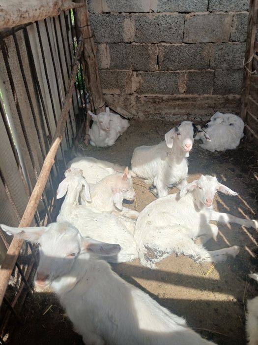 Зааенеский еркек лақтар