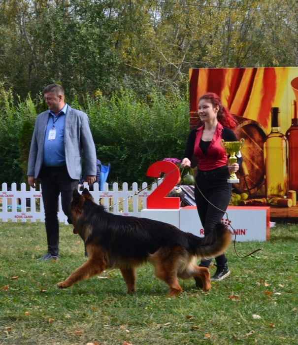 Dresaj si psihologie canina