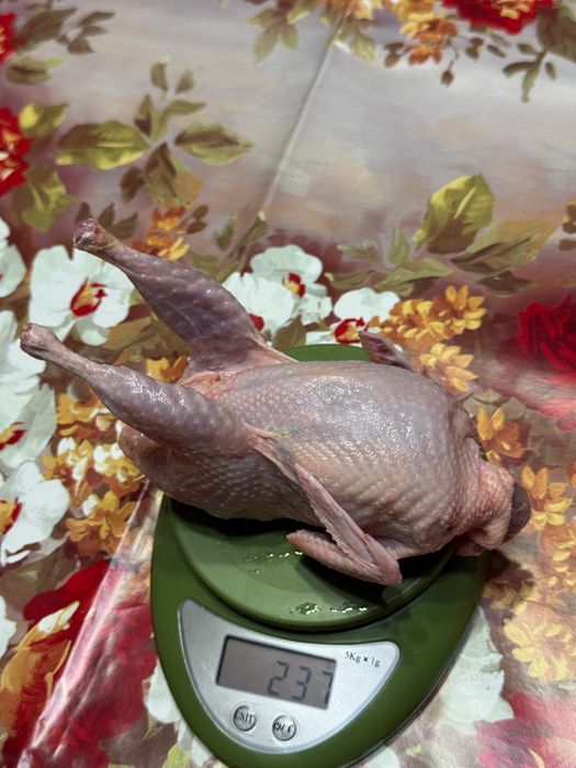 Продаю мясо домашней перепелки