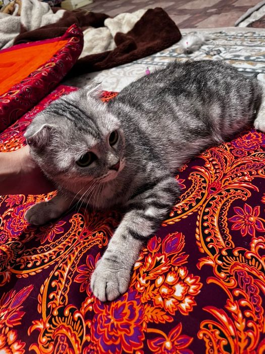 кошка вислаухая шотланская