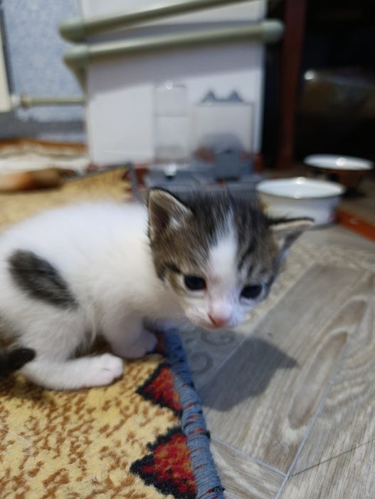 Отдам в хорошие руки котят