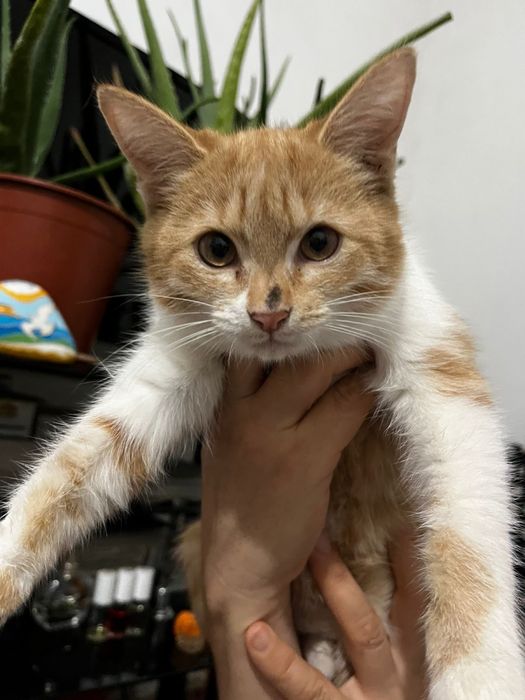 Кошечка 4 месяца в добрые руки