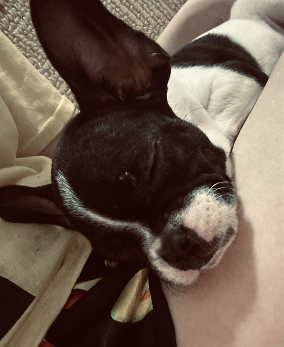 Французский бульдог