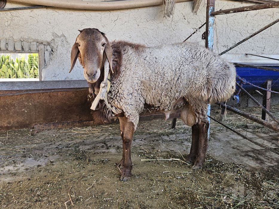 Qo'chqor sotiladi