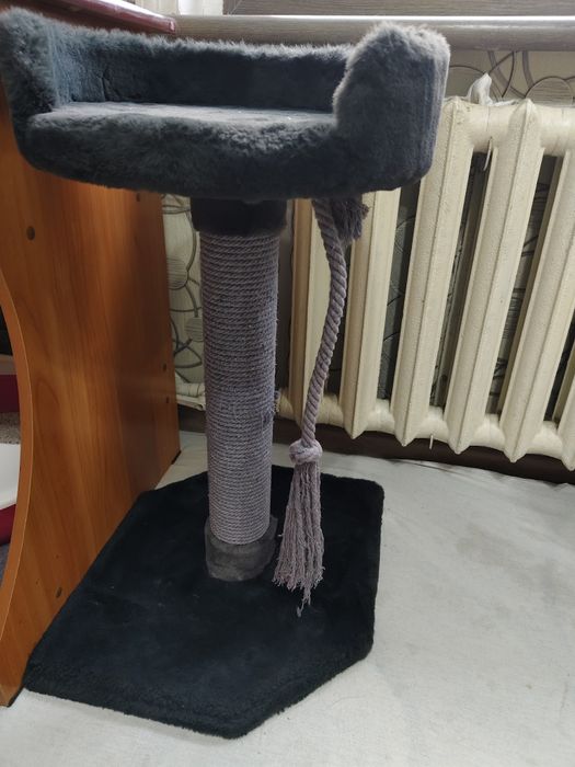 Продам кошку scottish strike  50$