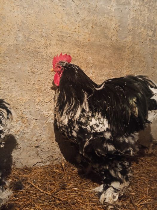 Кохинхин мраморный петух