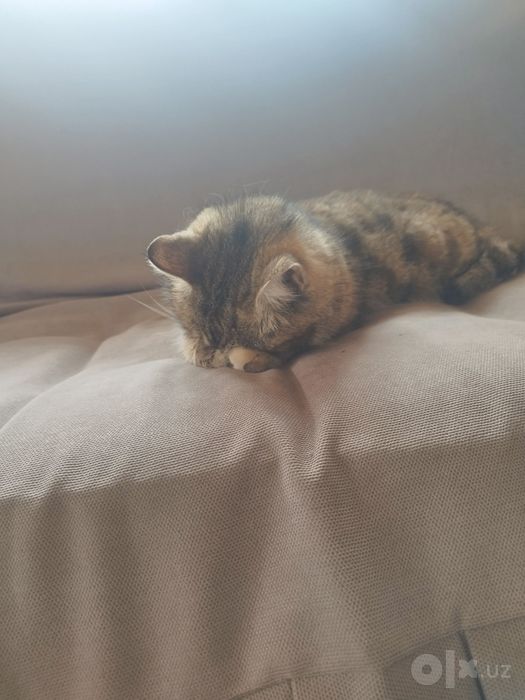 Chiroyli mushuk. Ozoda va mehribon