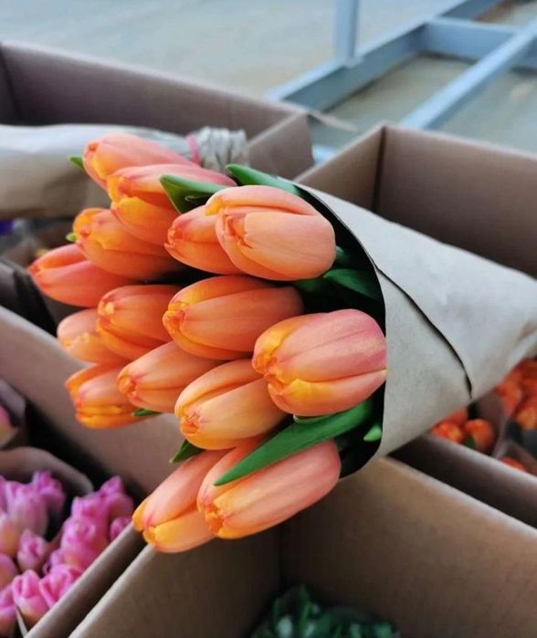 Тюльпаны в розницу и оптом