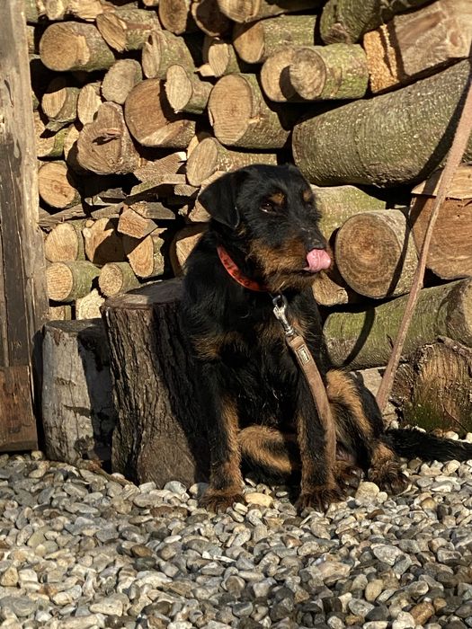 Jagd terrier jagdTerrier