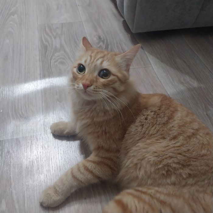 Отдам кота в добрые руки бесплатно