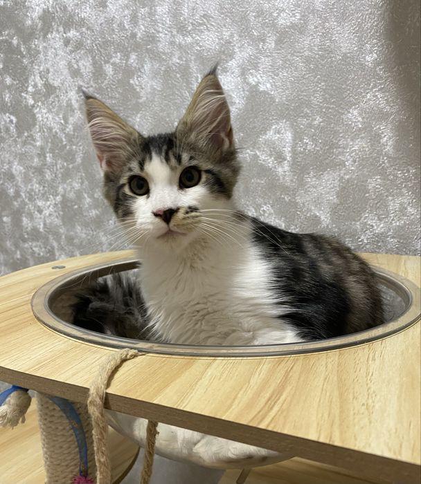 Мейн кун с документами wcf