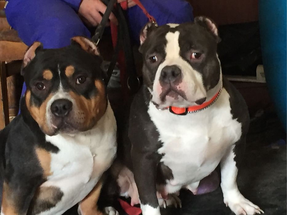 Предлагаем кобелей для вязки