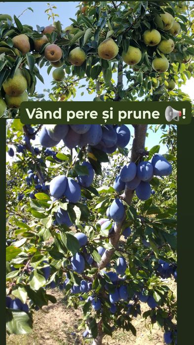 Vând prune stanli și pere jambon