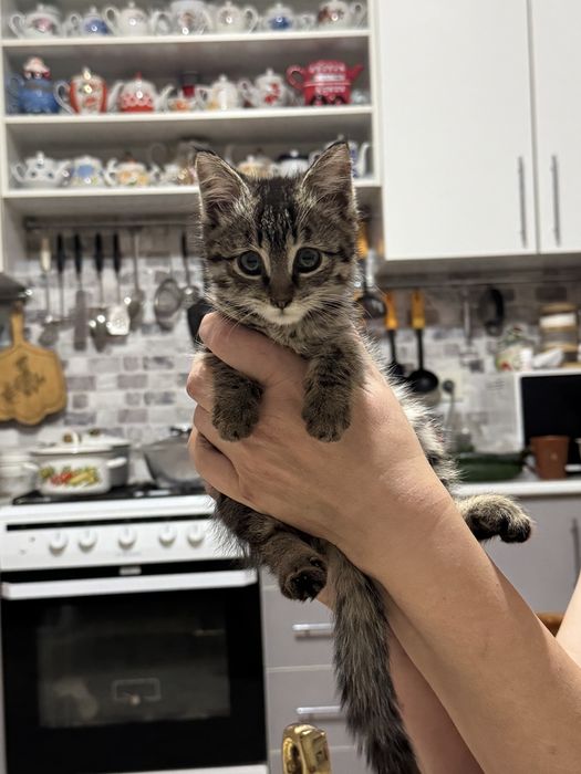 Отдам котенка в добрые руки