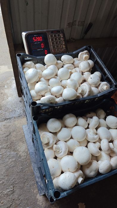 Сдается в аренду грибная ферма.