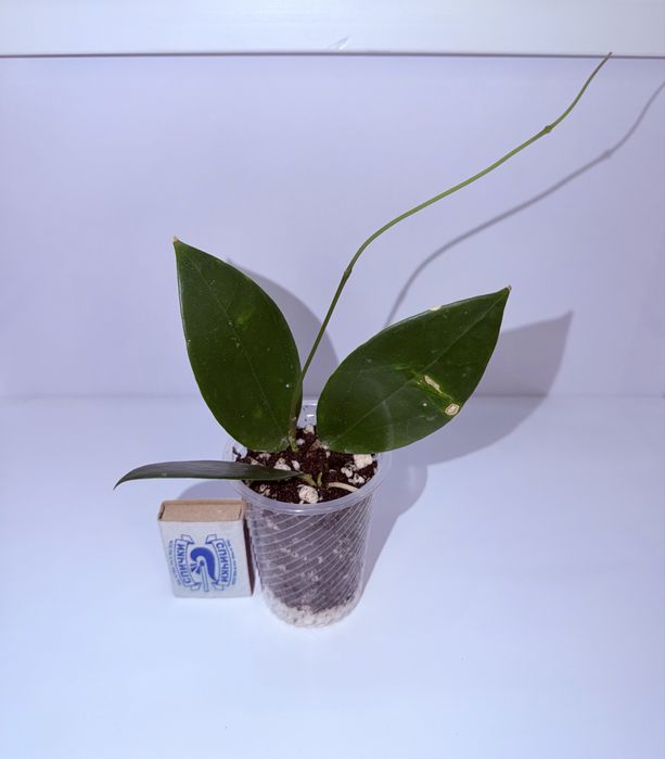 Хойя, комнатные растения, комнатные цветы