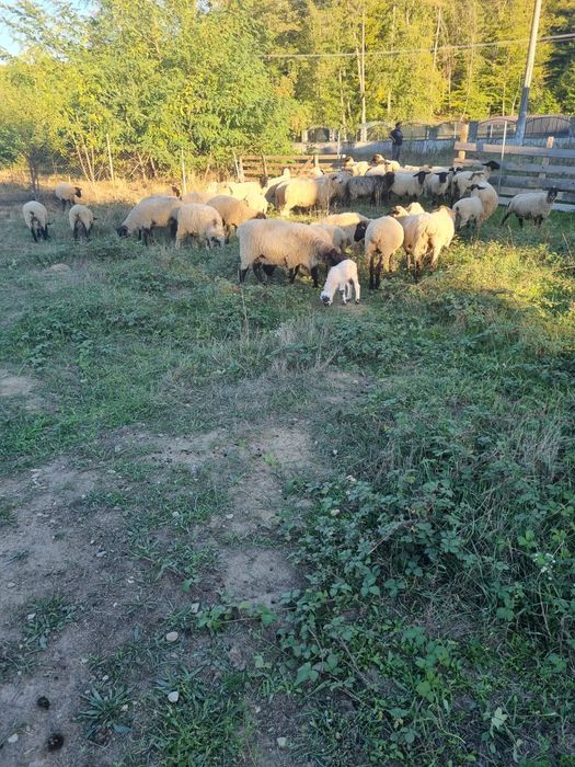 Vand  oi suffolk   Gestante