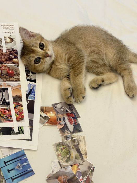 Котенок шиншилла