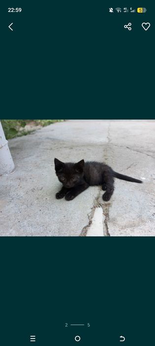 Милые котята ищут дом где их будут любить