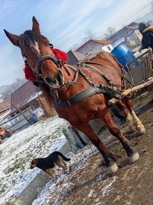 Iapa cu mânză de vânzare