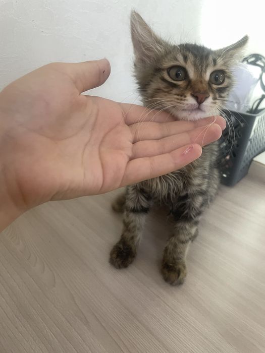 Котенок мальчик красивый