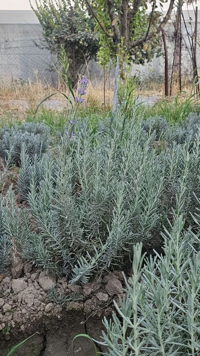 Lavanda Fransuskiy sort