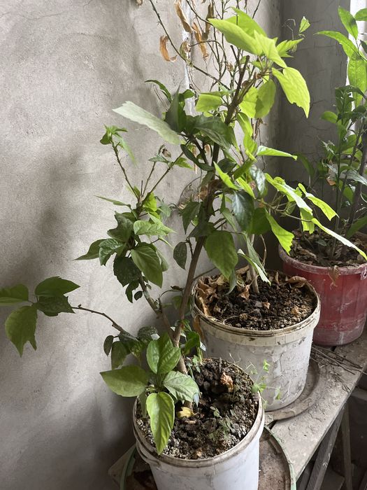 Китайская роза на продаже