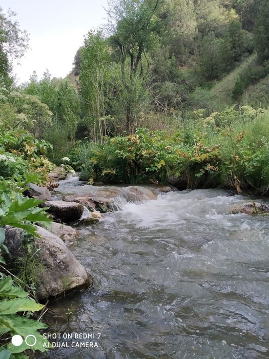 Zomin togʻlarida dam oling