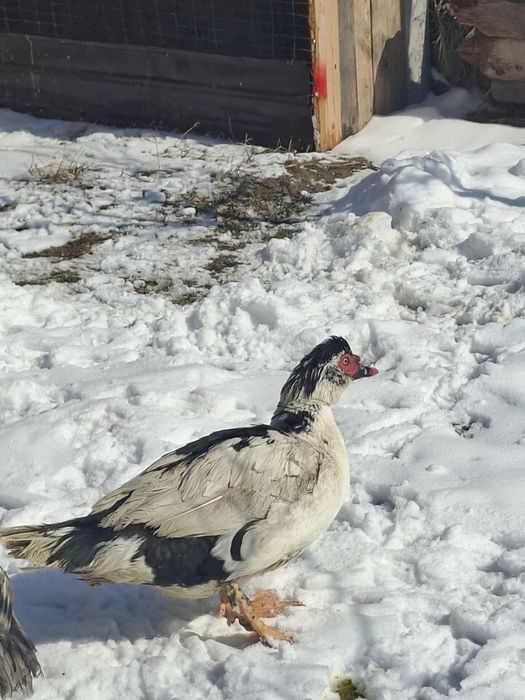 Продам селезьня.