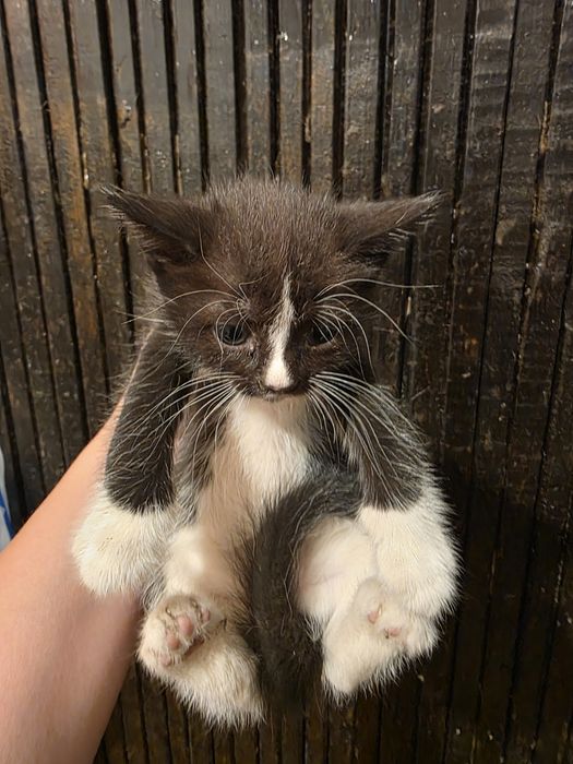 Котята ищут добрые руки