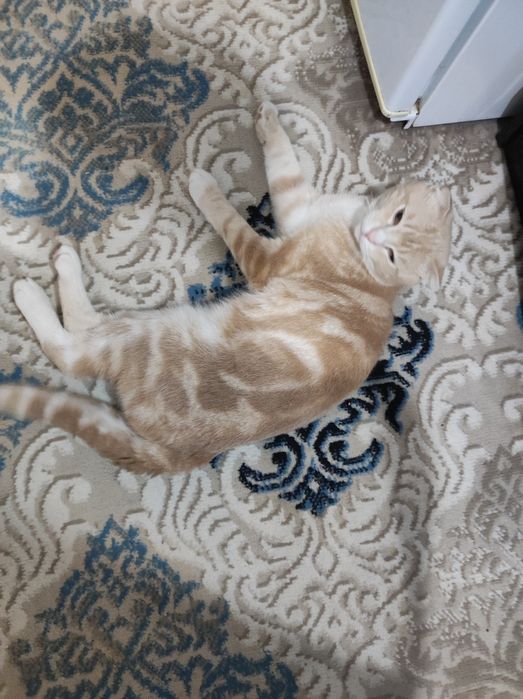 Xotin barmoq erini sikadi