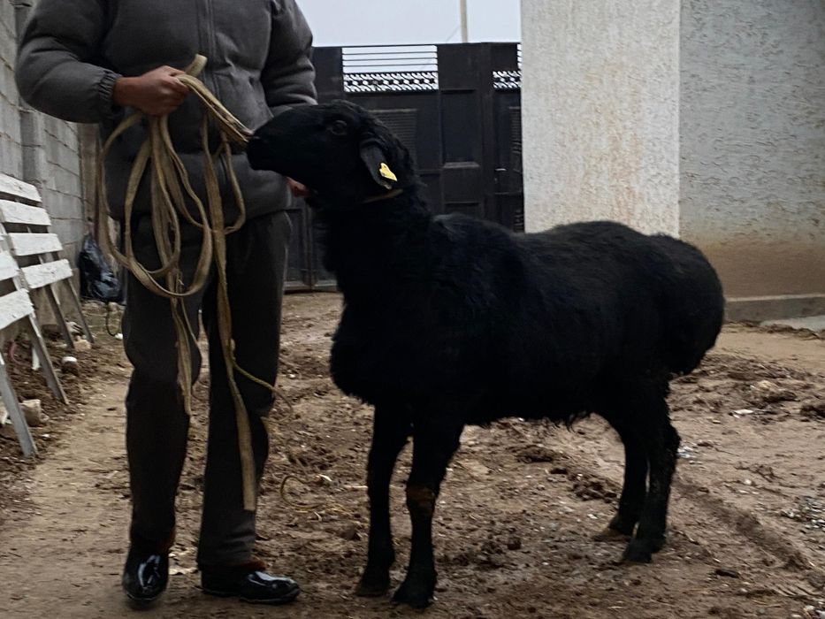 Арашан қошқар гисары қошқар сатылады