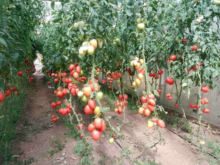 Продавам селски розови домати краставици пресни зеленчуци - София , с. Бусманци - само на място