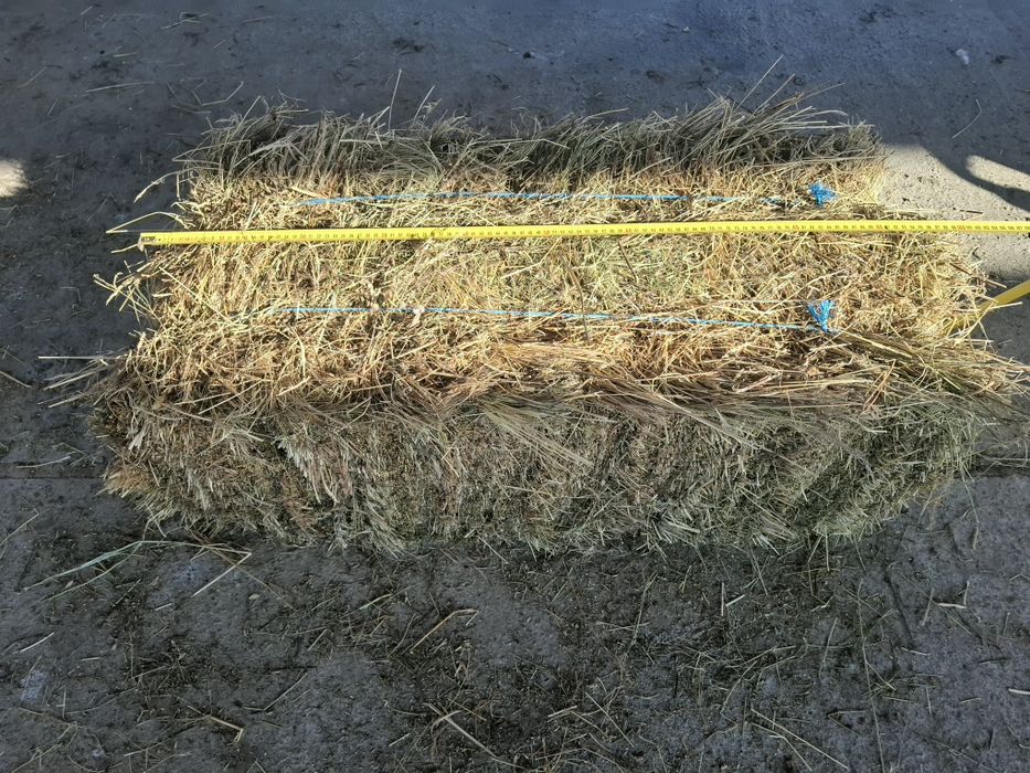 Baloti fan si lucernă