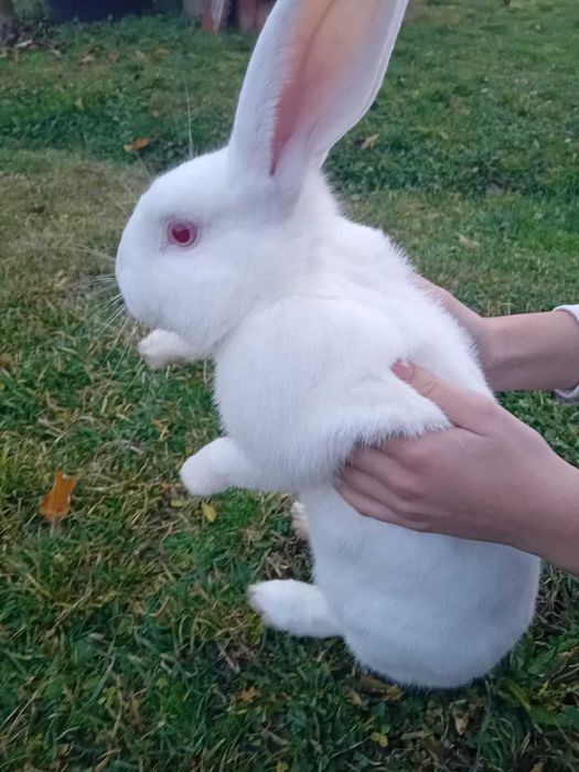 De vanzare 2 iepuri,masculi,8,9luni