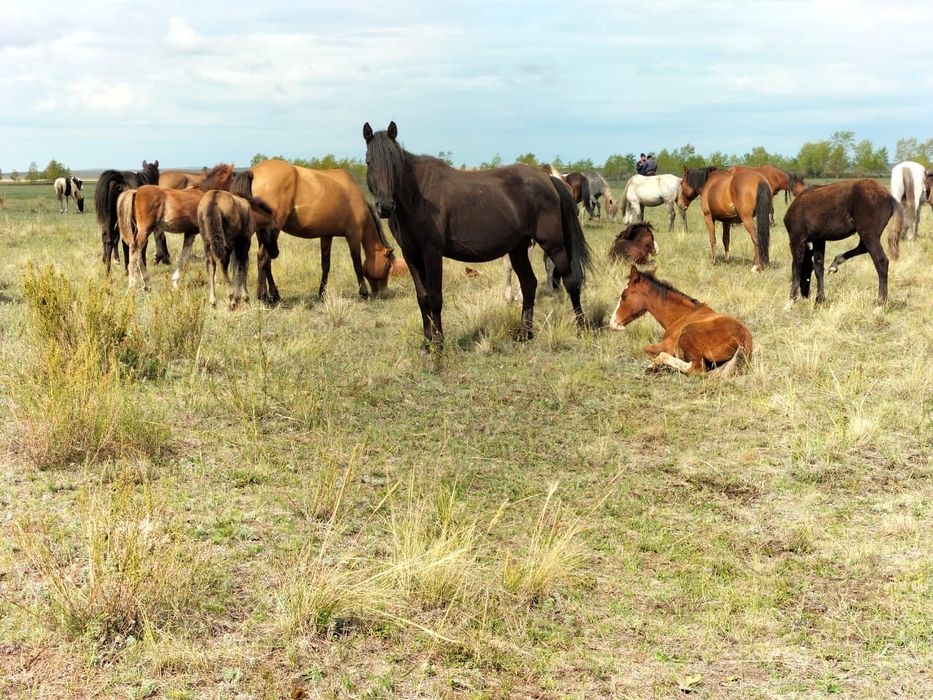 Лошади. Две верховые.