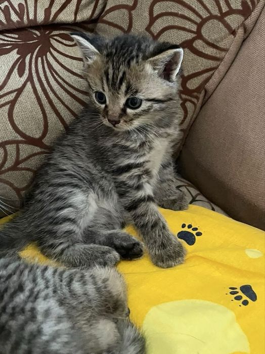 Отдам котят в добрые руки !!!