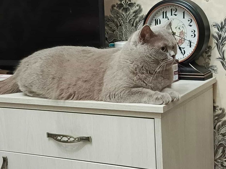 Продается котёнок